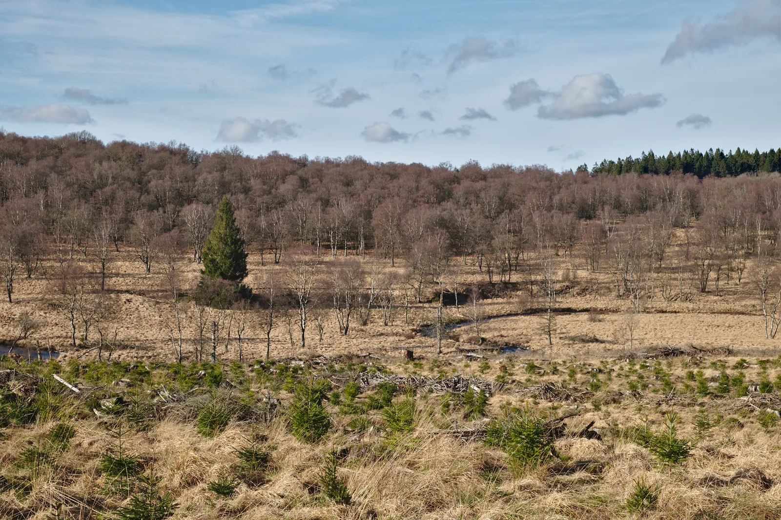 Passerelle de bois traversant la tourbière des Hautes Fagnes au petit matin.